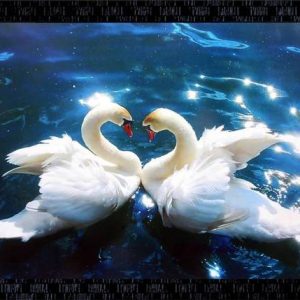 Darsh Craft Duck Photo Frame Digital Reprint 8 inch x 1...