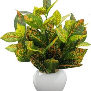 BAARIG Big Croton Plants, Best for Home Office or Gift ...