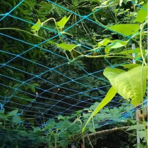 Kollakkompil Spices Plant Climbing Net- Creeper Plant S...