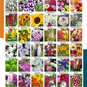 Aero Seeds 40 Varieties of Flower Seeds Combo For Your ...