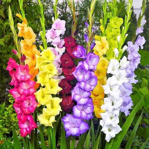 Garden Basket Gladiolus Flower Bulb Fragrant Flower Pla...