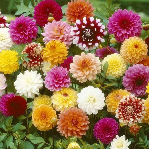 Naik Supply Dahlia Double Figaro Seed