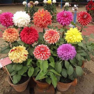 ibains Dahlia mixed seeds Seed