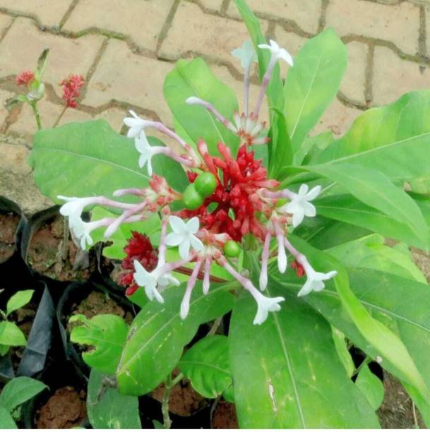usdeepar retail Sarpagandha, Rauvolfia Serpentina, Indi...