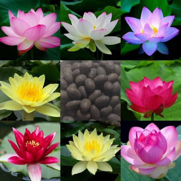 BEE Garden Mixed Lotus Seeds – Multi-Color Kamal Flower...
