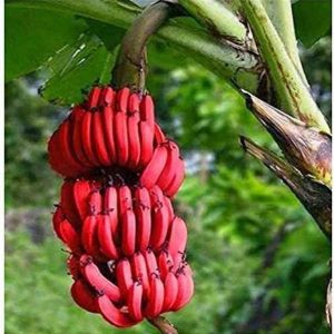 Cloud Farm Banana(Red) Seed