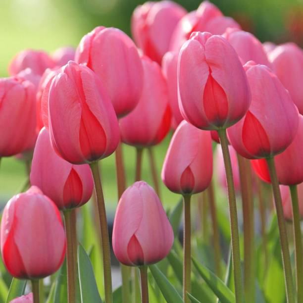 zabbus Tulip Flower Bulbs for Winter Season Pink Seed