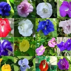 SREE aparajita, Butterfly Pea Seeds, Clitoria Ternatea ...