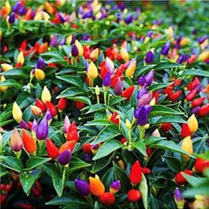YI Saler Ornamental Chilli Hybrid Seeds, Beautiful mult...