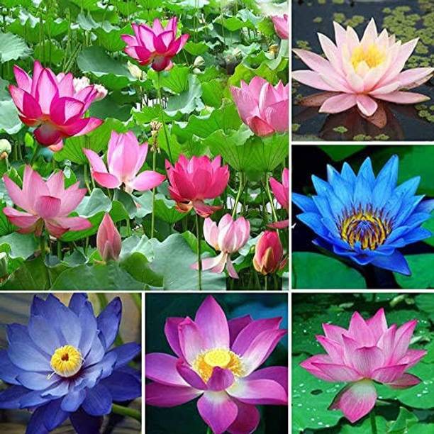 BEE Garden IMPORTED MIXED Varieties lotus flower Seed