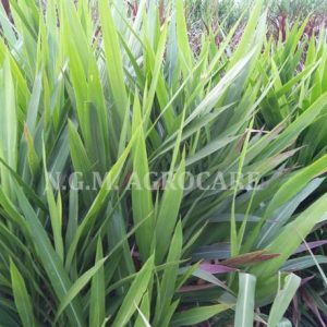 N.G.M. AGROCARE Smart/Dwarf/Indonesia Multi-Cut Hybrid ...