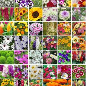 Aero Seeds Combo of 40 variety 3500+ flower with instru...