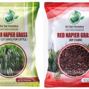 SRI SAI FORESTRY Super Napier and Red Napier Grass Seed...