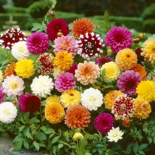 Qualtivate NDIR-167 Mix Dahlia Pompon Flower Seeds Mixe...