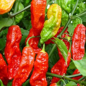 SHOP 360 GARDEN Ghost Pepper Seed