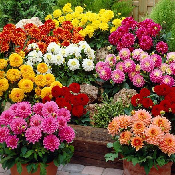Farmers Choice Dahlia Double Figaro Mix Seed