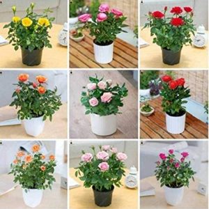 LPR FLOWER MIX Seed