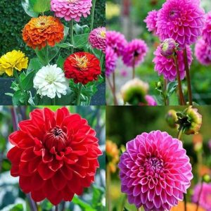 ibains Dahlia flower seeds f1 hybrid 50 Seed