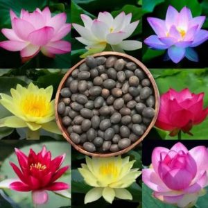 BEE Garden 50 Pcs Lotus Seeds | Kamal gatta | Kamal Bee...