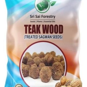 SRI SAI FORESTRY Burma Teak Wood Seeds,Treated Teakwood...