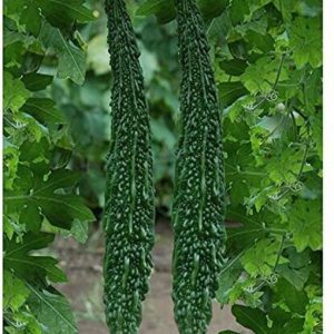 KANAYA Bitter Gourd (Karela) F1 Hybrid Imported Vegetab...