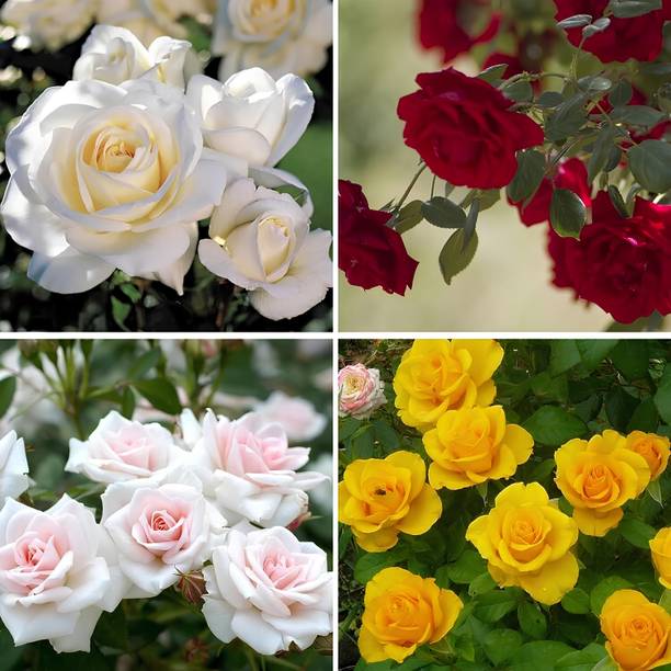 SeedsVille Mix Rose Gulab Flower Seeds - Fast Growing H...