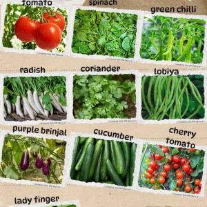 STI GREEN Vegetable Seed