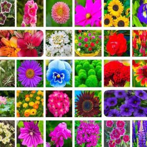 ibains All types flower seeds Seed