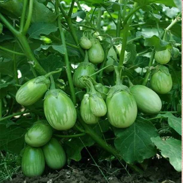 EcoFusion brinjal seeds hybrid Seed