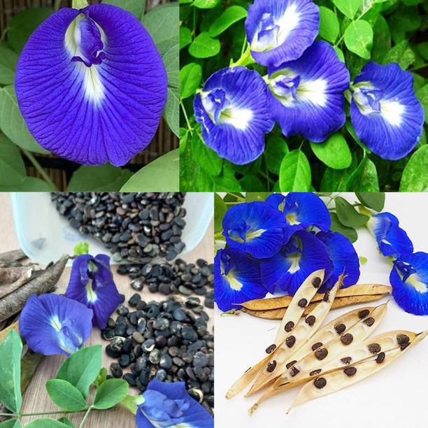 PGD Blue Shankupushpam/Aparajitha/Sangu Poo/Clitoria te...