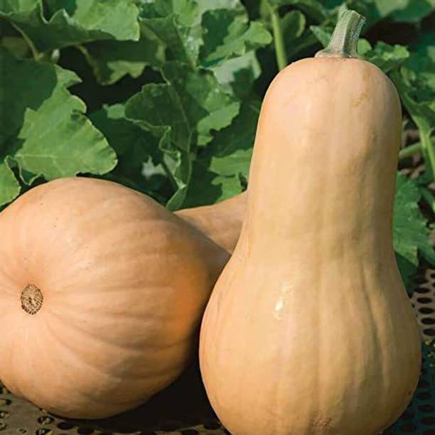 CYBEXIS GUA-15 - Big Chief F1 Butternut Squash - (225 S...