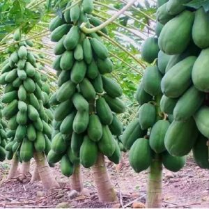 Finiox Red lady papaya f1 hybrid seeds For Home Garden ...