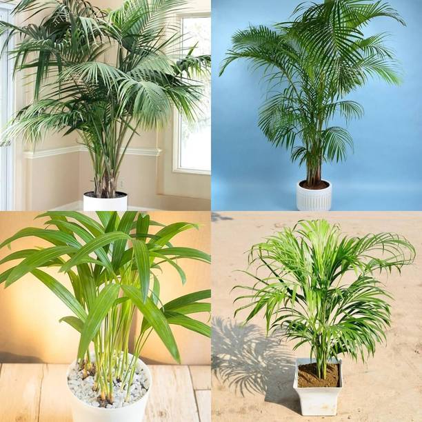 ibains Areca palm plant seed biij 25 Seed