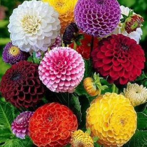 ibains Dahlia flowers seeds Seed