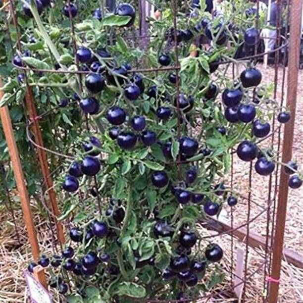 Cloud Farm Tomato Seed