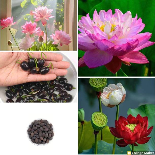 seedkart mix KAMAL seeds lotus seeds Seed