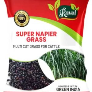 Ravel SUPER NAPIER GRASS SEED HIGH YIELD 50 Gram MULTI ...