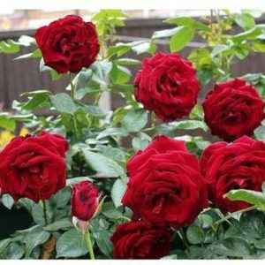 Galaxico ROSE Seed
