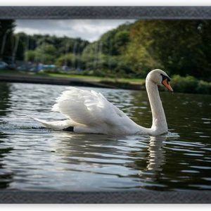Choudhary Bro swan bird Painting For Wall Mount wall Fo...