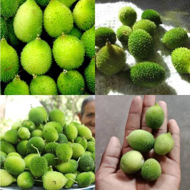 ibains Kakora seed biij 10 Seed
