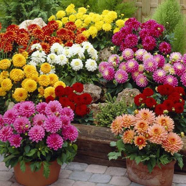ME Traders Dahlia Double Figaro Seed
