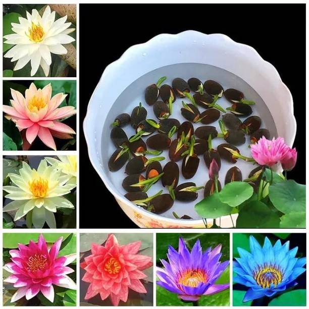 EcoFusion premium lotus flower seeds Seed
