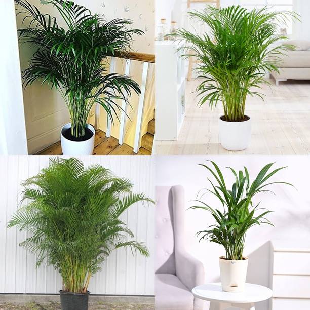 ibains Palm plant seed biij 31 Seed