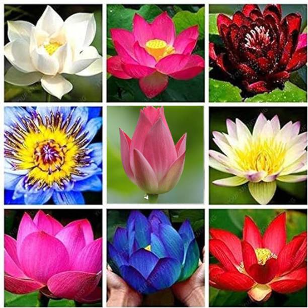 ITI ORGANIC LOTUS SEEDS, LOTUS TUBER PLANT, KAMALGATTA ...