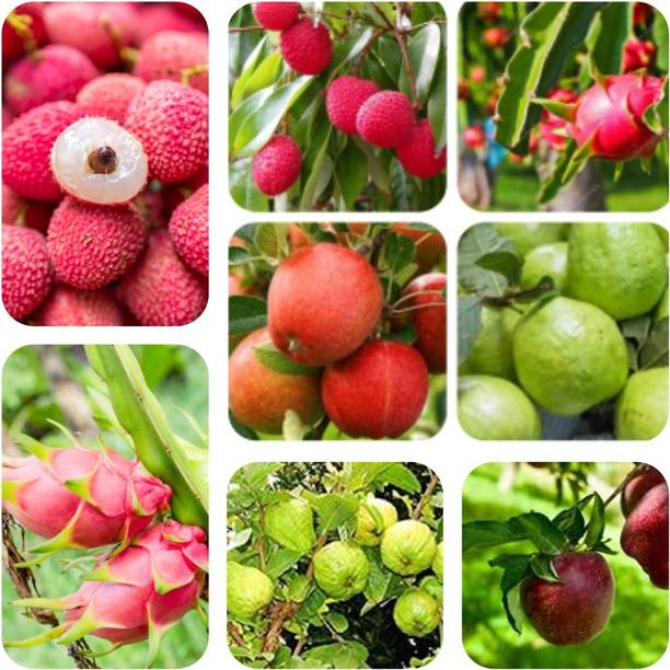 seedx Combo Pack Of -Litchi-Apple-Dragon Fruit-Guava Se...