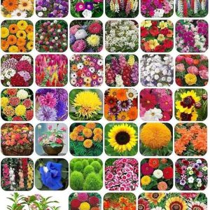 UNYSEED Combo of 40 variety 3500+ flower with high germ...