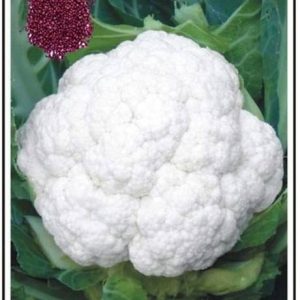 cauliflower Gobhi Seed