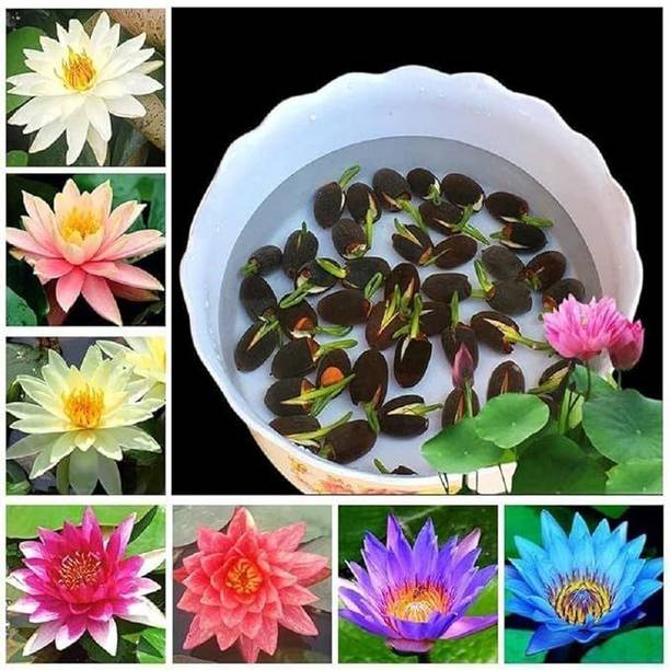 ShineBrew Lotus Seeds/ Plant Seeds, A Grade Quality See...