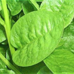 KOO Retails Green Malabar Spinach Seed