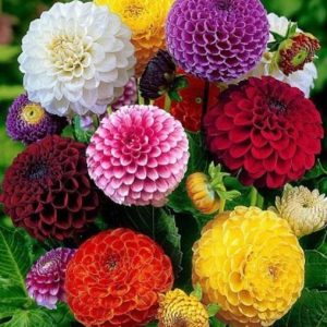 Paudha Dahlia Hybrid Flower Seed